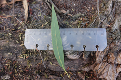 Eucalyptus radiata radiata