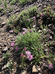 Trifolium attenuatum
