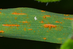 Puccinia striiformis