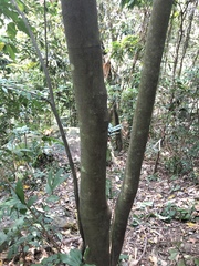 Ficus irisana