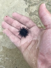 Echinometra lucunter