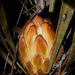 Protea scabra - Photo (c) magriet b, algunos derechos reservados (CC BY-SA), uploaded by magriet b