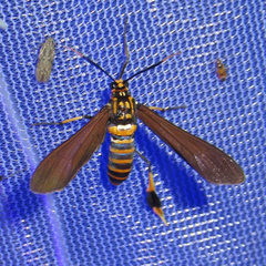 Horama panthalon texana