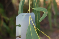Eucalyptus radiata radiata
