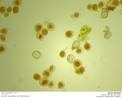 Puccinia striiformis