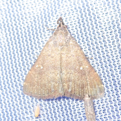 Hypenula cacuminalis