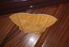 Thinopteryx crocoptera