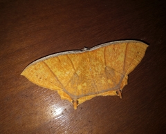 Thinopteryx crocoptera