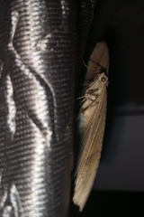 Thinopteryx crocoptera