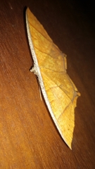 Thinopteryx crocoptera