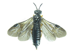 Blasticotoma filiceti