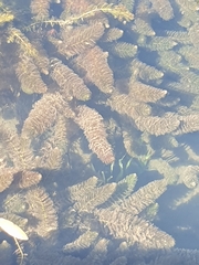 Ceratophyllum demersum