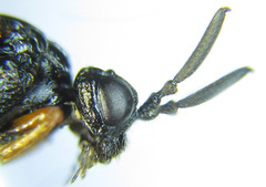 Blasticotoma filiceti