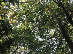 Ficus irisana