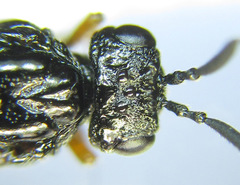 Blasticotoma filiceti