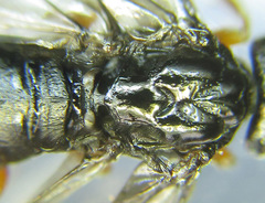Blasticotoma filiceti