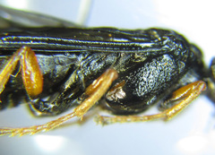 Blasticotoma filiceti