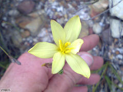 Bobartia filiformis