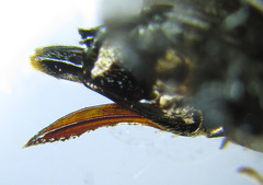 Blasticotoma filiceti