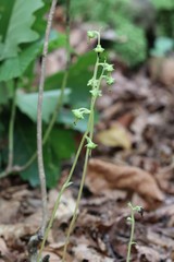 Pyrola japonica