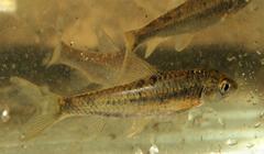 Labeobarbus marequensis