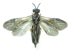 Blasticotoma filiceti