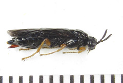 Blasticotoma filiceti