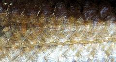 Labeobarbus marequensis