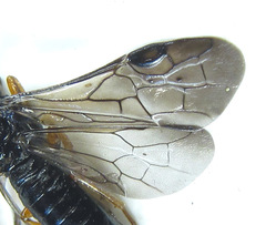 Blasticotoma filiceti