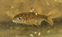 Labeobarbus marequensis