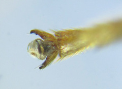 Blasticotoma filiceti