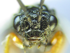 Blasticotoma filiceti