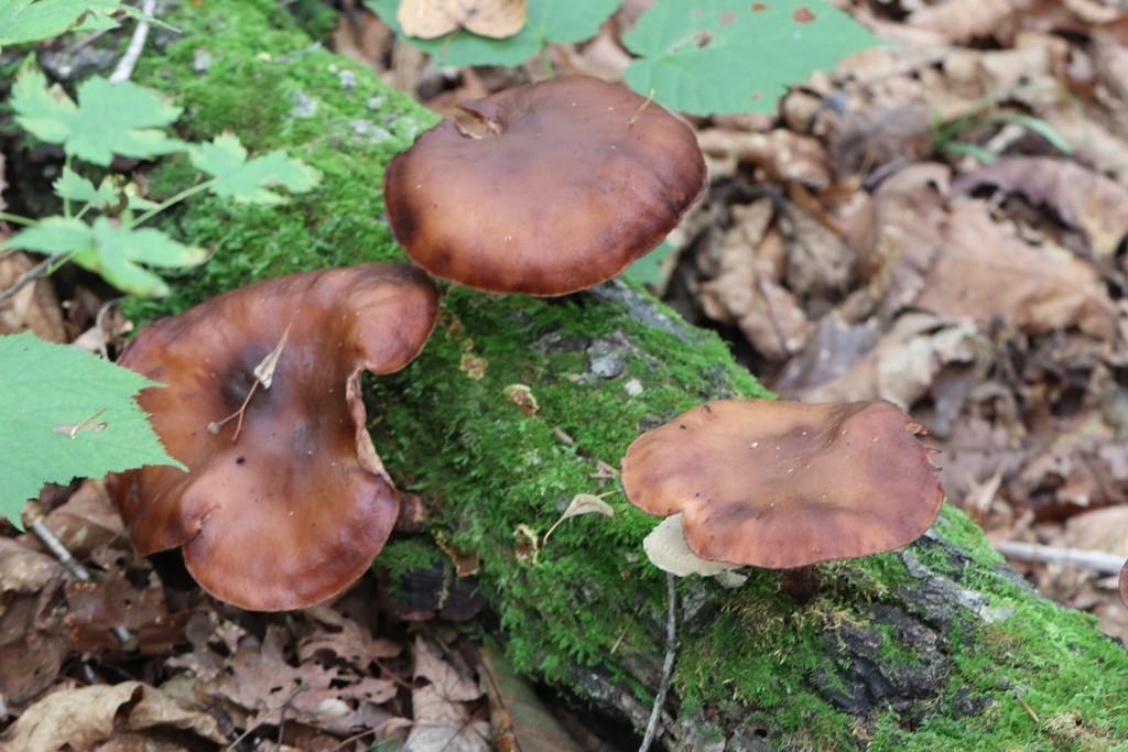 Lentinula edodes · August 2021 · photo: © ninacourlee (iNaturalist, cc-by)