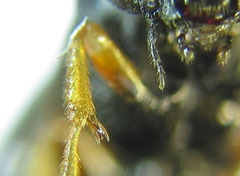 Blasticotoma filiceti