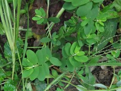 Euphorbia humistrata