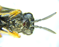 Blasticotoma filiceti