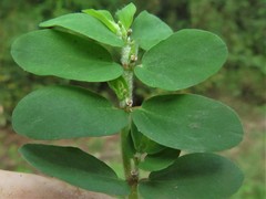 Euphorbia humistrata