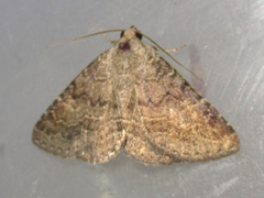 Matigramma pulverilinea