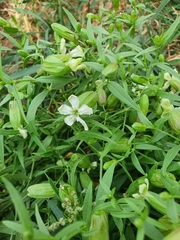 Silene procumbens