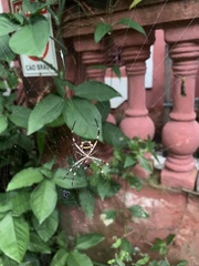 Argiope argentata