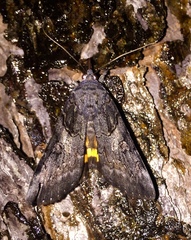 Catocala antinympha