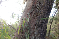 Eucalyptus radiata radiata