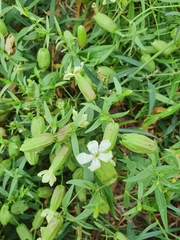 Silene procumbens