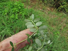 Euphorbia humistrata