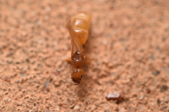 Pheidole lamia