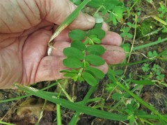 Euphorbia humistrata