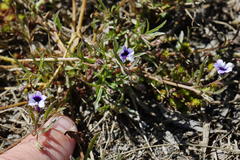 Monopsis debilis debilis