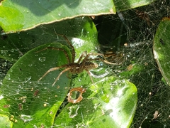 Dendrolycosa