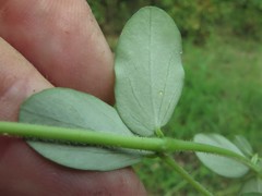 Euphorbia humistrata