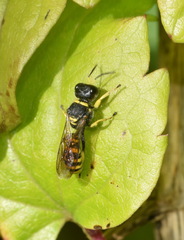 Ectemnius lituratus